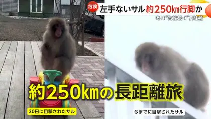 「すごくびっくり」“左手のないサル”が住宅デッキに　東京・神奈川でも目撃されたサルが山梨まで250km行脚か　“人に危害のおそれ”町が注意呼びかけ　山梨・富士河口湖町